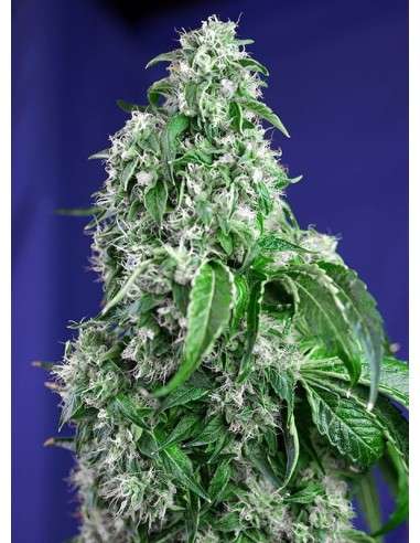 SWEET SEEDS - Big Devil F1 Fast Version - 1