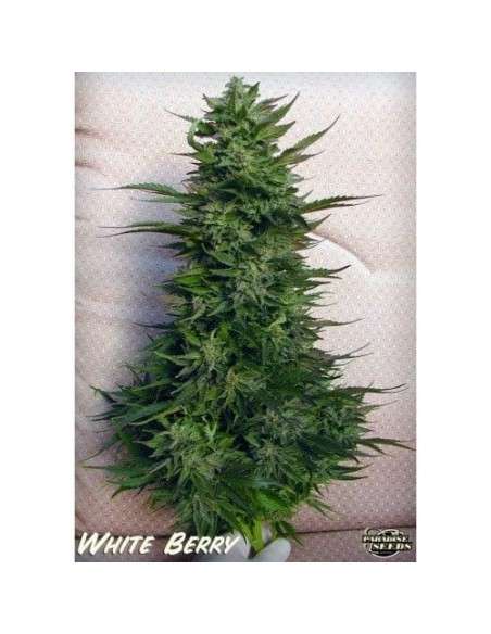 PARADISE SEEDS - White Berry - 2