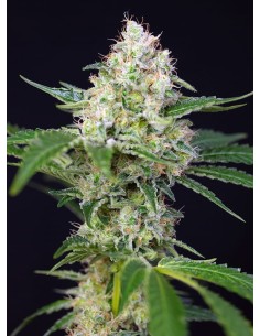 SWEET SEEDS - Crystal Candy - 1