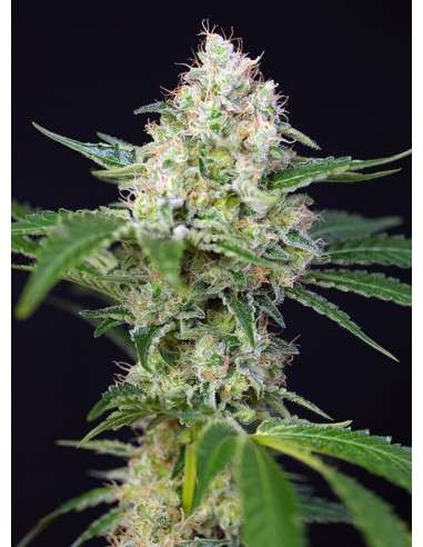 SWEET SEEDS - Crystal Candy - 1