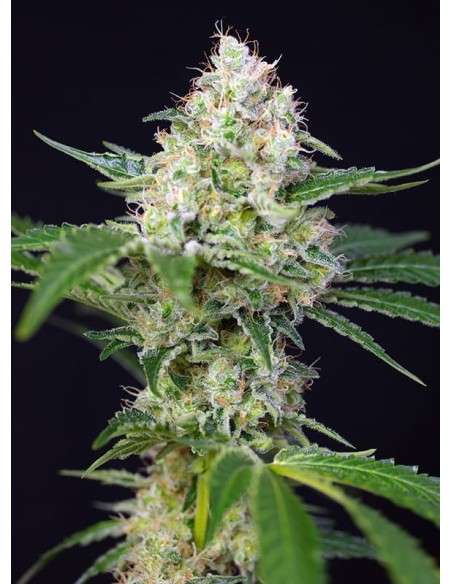 SWEET SEEDS - Crystal Candy - 1