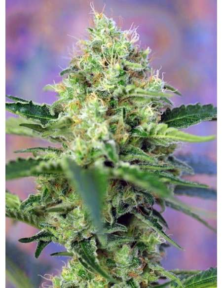 SWEET SEEDS - Crystal Candy - 2
