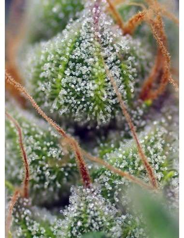 SWEET SEEDS - Crystal Candy - 3