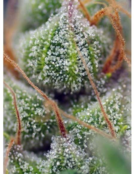 SWEET SEEDS - Crystal Candy - 3