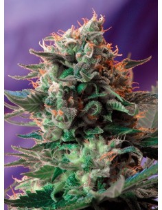 SWEET SEEDS - Jack 47 F1 Fast Version - 1