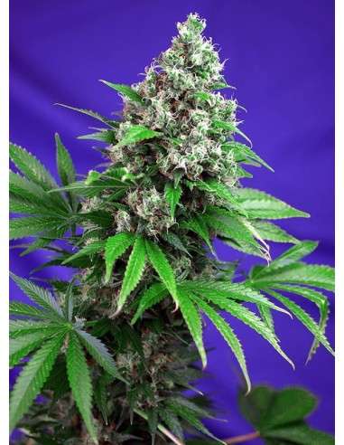 SWEET SEEDS - Killer Kush F1 Fast Version - 1