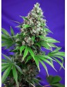 SWEET SEEDS - Killer Kush F1 Fast Version - 1