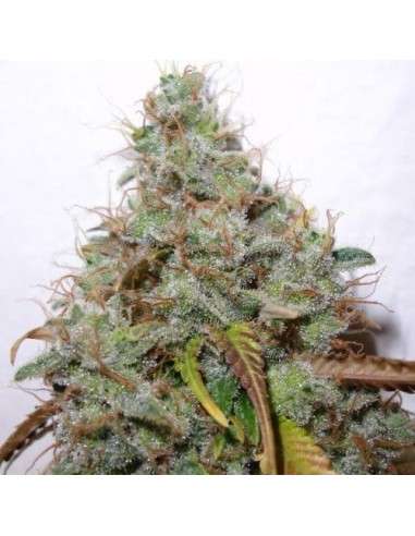 PARADISE SEEDS - White Berry - 3