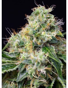 SWEET SEEDS - Killer Kush F1 Fast Version - 1 2