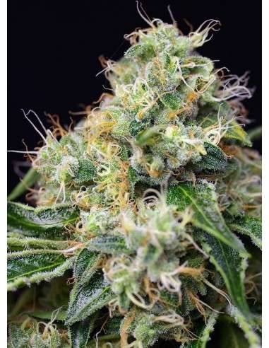 SWEET SEEDS - Killer Kush F1 Fast Version - 2