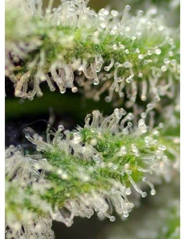 SWEET SEEDS - Killer Kush F1 Fast Version - 3