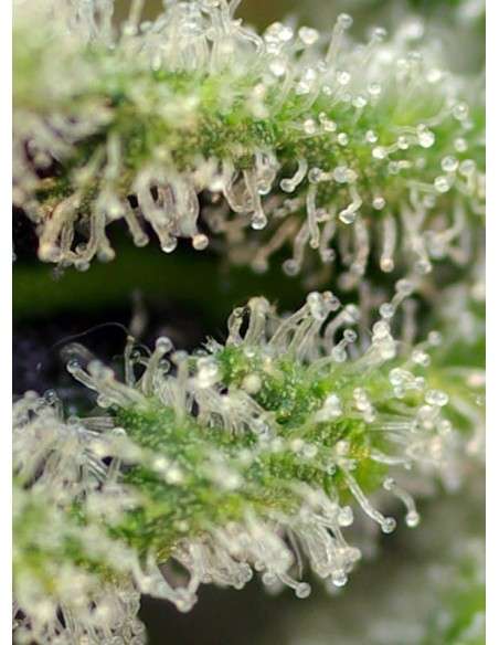SWEET SEEDS - Killer Kush F1 Fast Version - 3