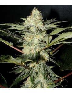 SWEET SEEDS - S.A.D. Sweet Afgani Delicious F1 Fast Version - 1