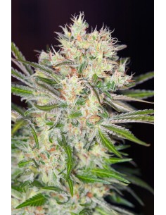 SWEET SEEDS - S.A.D. Sweet Afgani Delicious F1 Fast Version - 1 2