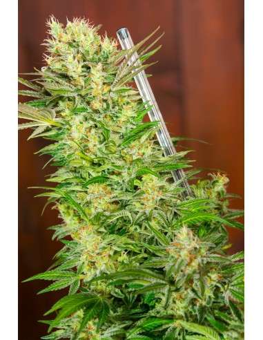 SWEET SEEDS - S.A.D. Sweet Afgani Delicious F1 Fast Version - 3
