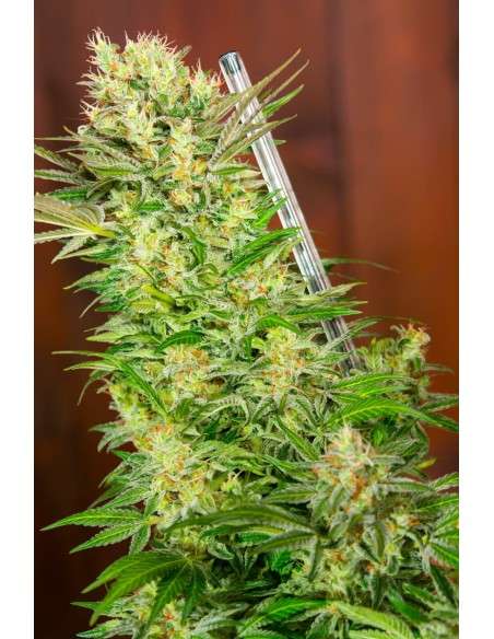 SWEET SEEDS - S.A.D. Sweet Afgani Delicious F1 Fast Version - 3