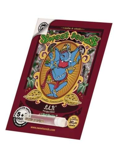 SWEET SEEDS - S.A.D. Sweet Afgani Delicious F1 Fast Version - 5