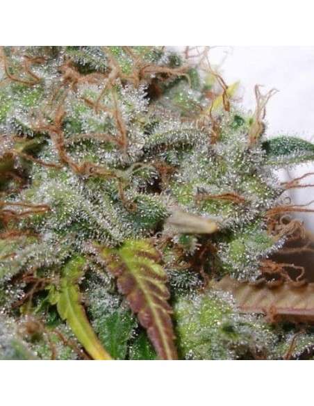 PARADISE SEEDS - White Berry - 4