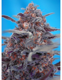 SWEET SEEDS - Devil Cream Auto - 1