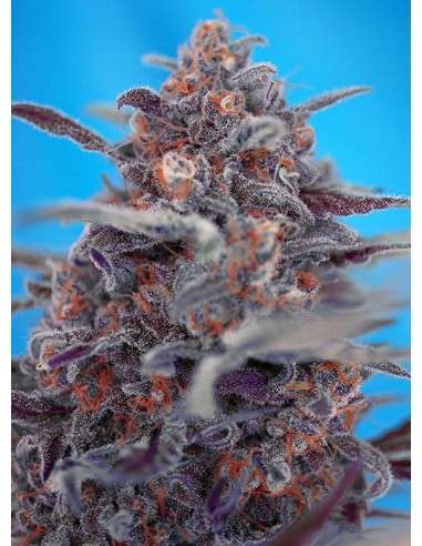 SWEET SEEDS - Devil Cream Auto - 1