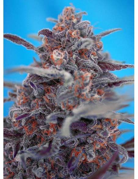 SWEET SEEDS - Devil Cream Auto - 1