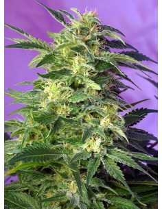 SWEET SEEDS - Killer Kush Auto - 1