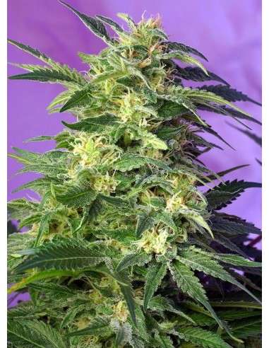 SWEET SEEDS - Killer Kush Auto - 1