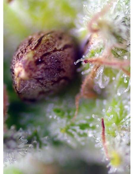 SWEET SEEDS - Killer Kush Auto - 2