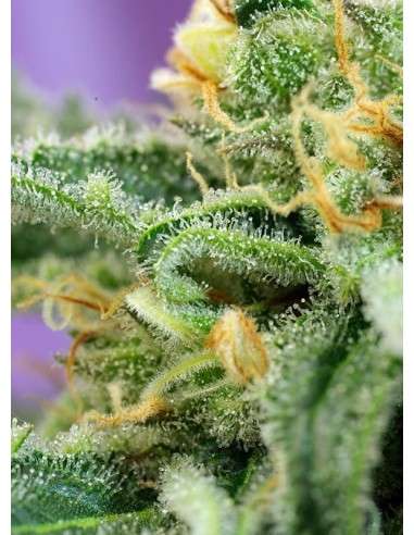 SWEET SEEDS - Killer Kush Auto - 3