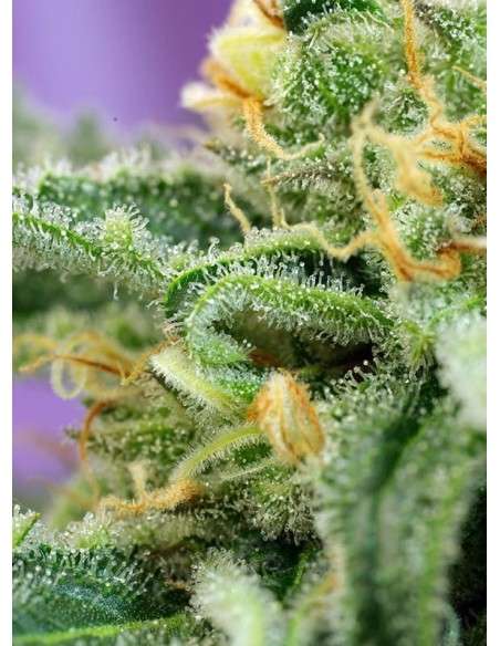 SWEET SEEDS - Killer Kush Auto - 3