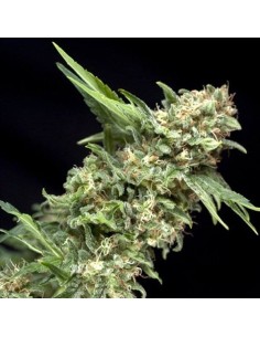 PYRAMID SEEDS - Auto Alpujarreña - 1