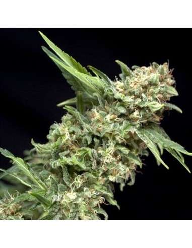PYRAMID SEEDS - Auto Alpujarreña - 1