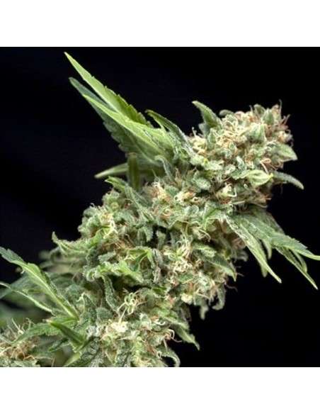 PYRAMID SEEDS - Auto Alpujarreña - 1