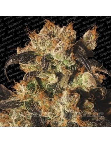 PARADISE SEEDS - White Berry - 5