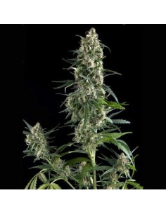 PYRAMID SEEDS - Auto Amnesia Gold - 1