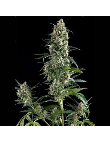 PYRAMID SEEDS - Auto Amnesia Gold - 1