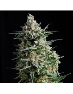 PYRAMID SEEDS - Auto Anesthesia - 1