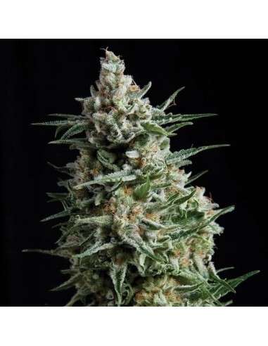 PYRAMID SEEDS - Auto Anesthesia - 1