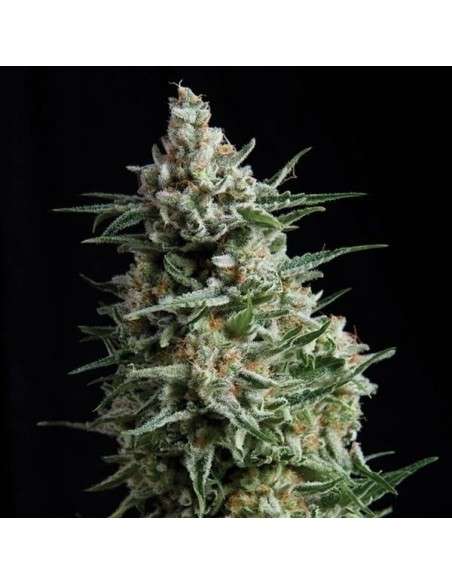 PYRAMID SEEDS - Auto Anesthesia - 1