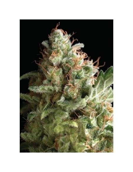 PYRAMID SEEDS - Auto American Pie - 1