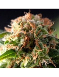 PYRAMID SEEDS - Auto Fresh Candy - 1