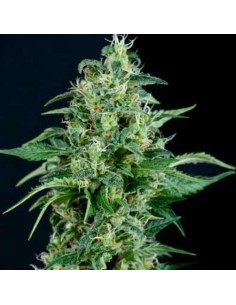 PYRAMID SEEDS - Auto Kryptonite - 1