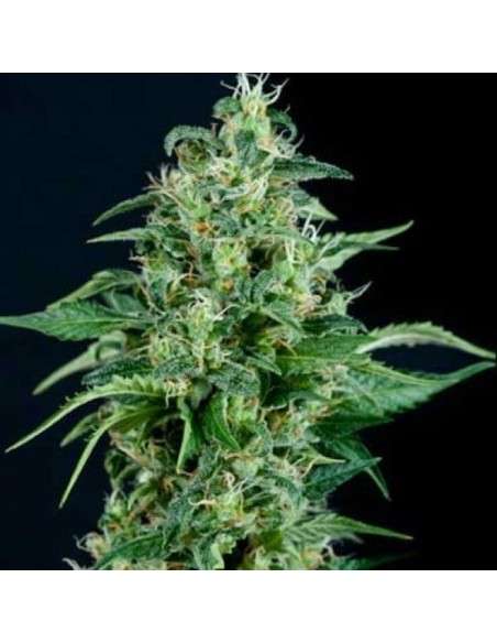 PYRAMID SEEDS - Auto Kryptonite - 1