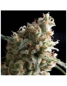 PYRAMID SEEDS - Auto Super Hash - 1