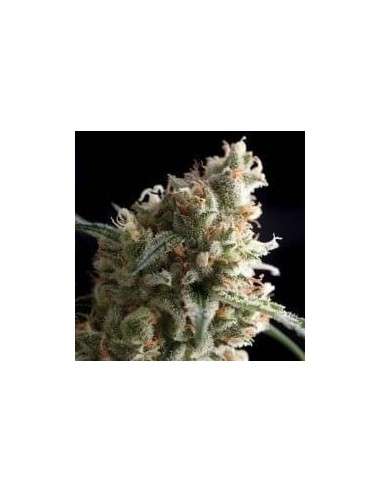 PYRAMID SEEDS - Auto Super Hash - 1