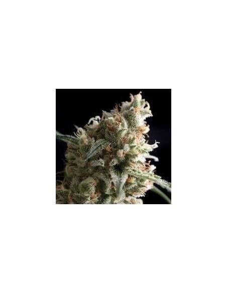 PYRAMID SEEDS - Auto Super Hash - 1