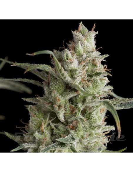 PYRAMID SEEDS - Auto Super OG Kush - 1
