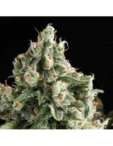 PYRAMID SEEDS - Lennon - 1