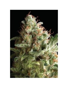 PYRAMID SEEDS - American Pie - 1