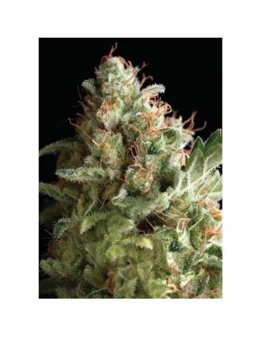 PYRAMID SEEDS - American Pie - 1